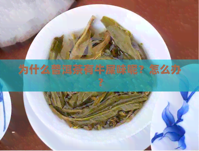 为什么普洱茶有牛屎味呢？怎么办？