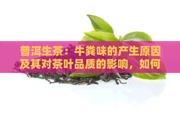 普洱生茶：牛粪味的产生原因及其对茶叶品质的影响，如何避免和辨别？