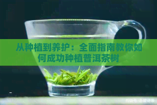 从种植到养护：全面指南教你如何成功种植普洱茶树