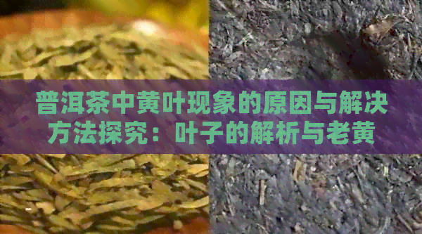 普洱茶中黄叶现象的原因与解决方法探究：叶子的解析与老黄现象的防止