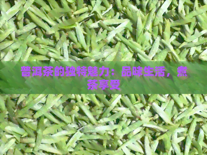 普洱茶的独特魅力：品味生活，煮茶享受