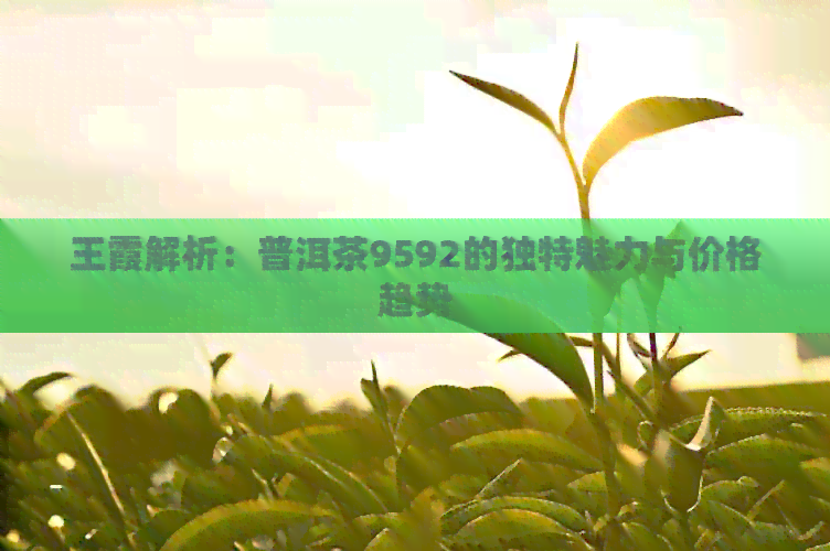 王霞解析：普洱茶9592的独特魅力与价格趋势