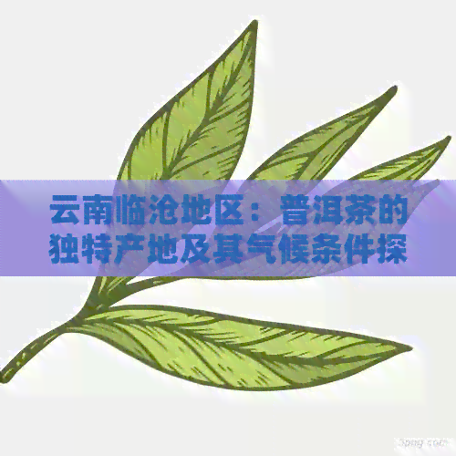 云南临沧地区：普洱茶的独特产地及其气候条件探讨