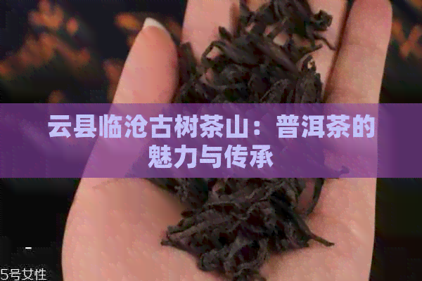 云县临沧古树茶山：普洱茶的魅力与传承