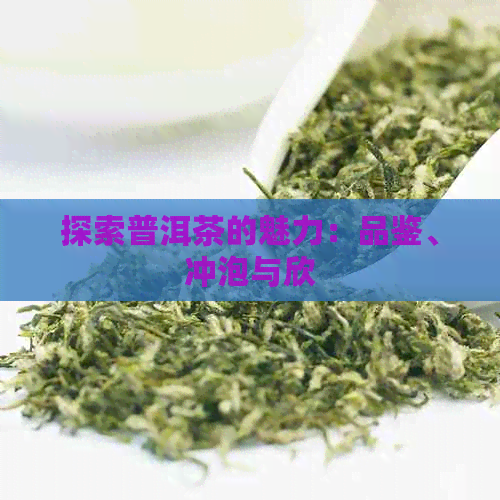 探索普洱茶的魅力：品鉴、冲泡与欣