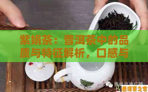 紫娟茶：普洱茶中的品质与特征解析，口感与独特特点探索