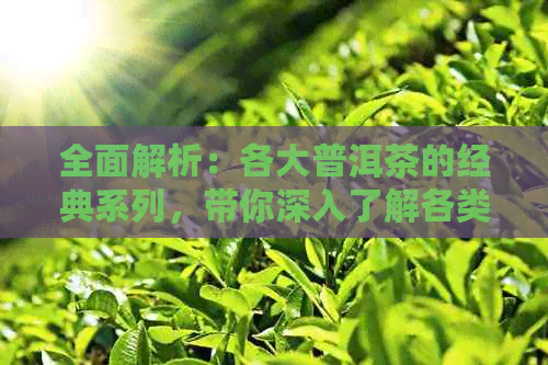 全面解析：各大普洱茶的经典系列，带你深入了解各类别的特点和口感