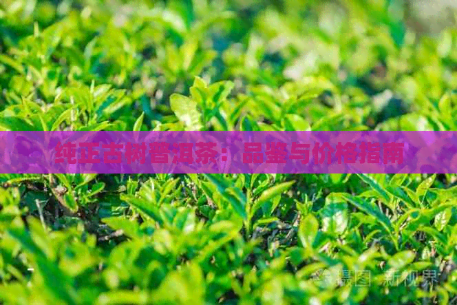 纯正古树普洱茶：品鉴与价格指南