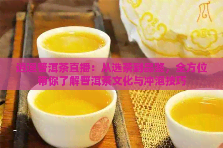 逍遥普洱茶直播：从选茶到品鉴，全方位带你了解普洱茶文化与冲泡技巧