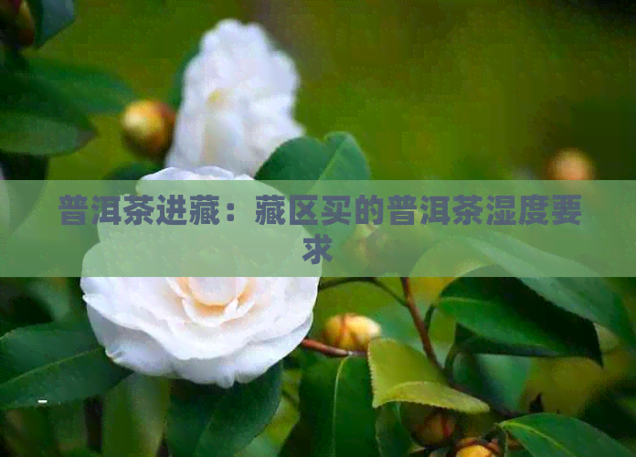 普洱茶进藏：藏区买的普洱茶湿度要求