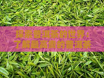 探索普洱茶的世界：了解更高贵的普洱茶品种及其特点