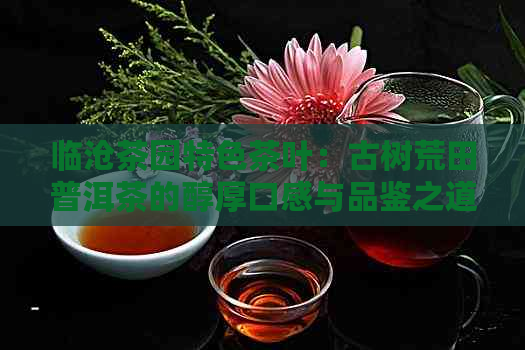 临沧茶园特色茶叶：古树荒田普洱茶的醇厚口感与品鉴之道