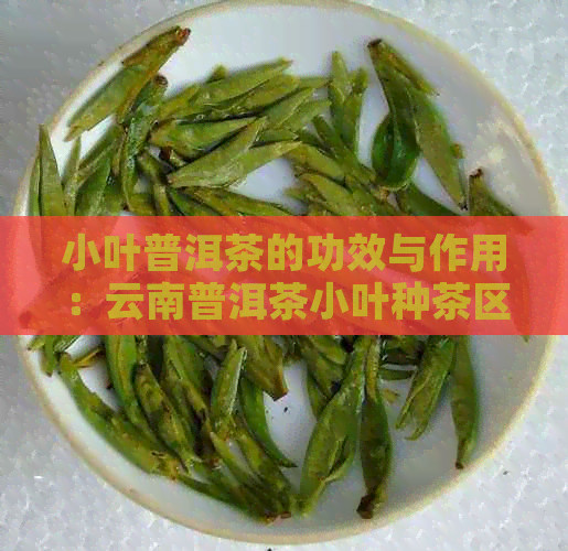 小叶普洱茶的功效与作用：云南普洱茶小叶种茶区有哪些？