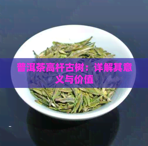 普洱茶高杆古树：详解其意义与价值