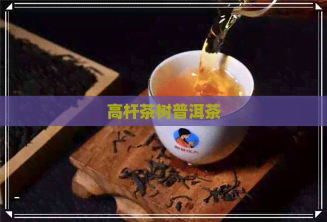 高杆茶树普洱茶