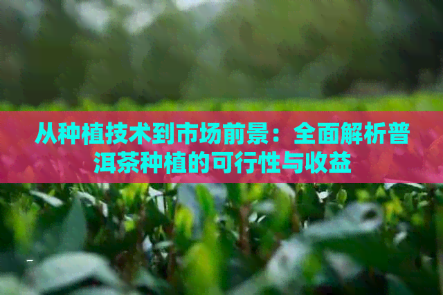 从种植技术到市场前景：全面解析普洱茶种植的可行性与收益