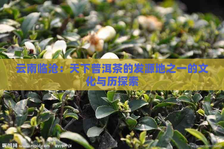 云南临沧：天下普洱茶的发源地之一的文化与历探索