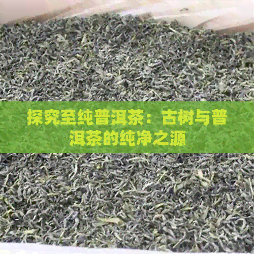 探究至纯普洱茶：古树与普洱茶的纯净之源