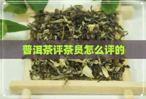 普洱茶评茶员怎么评的