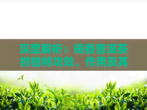 深度解析：樟香普洱茶的独特功效、作用及其适用人群禁忌