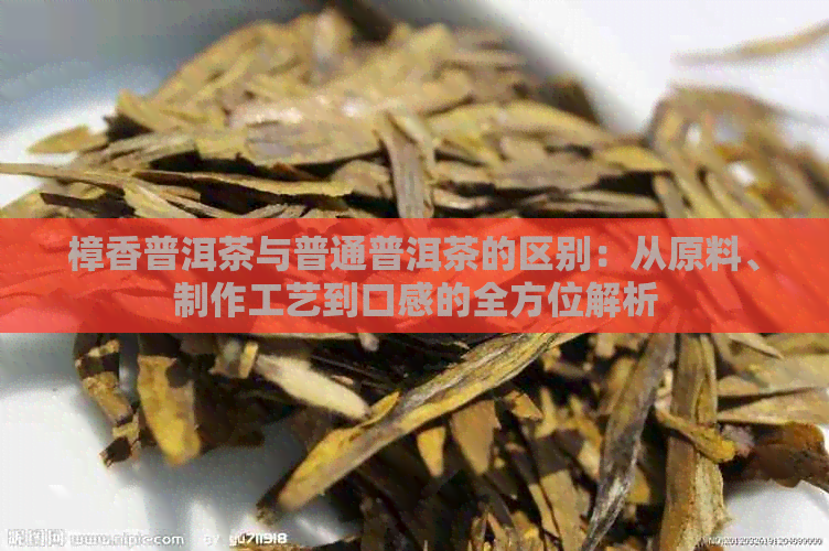樟香普洱茶与普通普洱茶的区别：从原料、制作工艺到口感的全方位解析