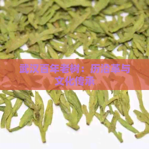 武汉百年老树：历沿革与文化传承