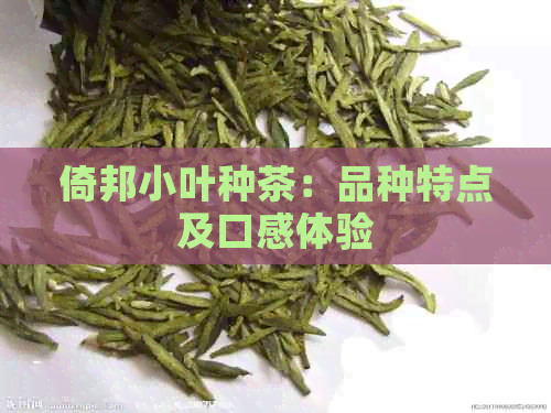 倚邦小叶种茶：品种特点及口感体验