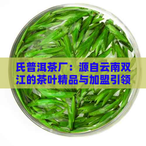 氏普洱茶厂：源自云南双江的茶叶精品与加盟引领者