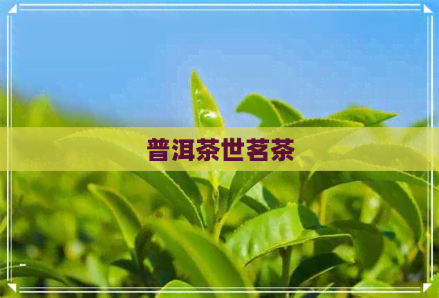 普洱茶世茗茶