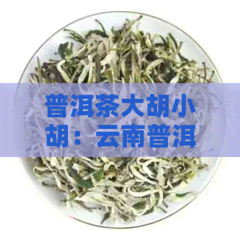 普洱茶大胡小胡：云南普洱茶的特点与品鉴方法