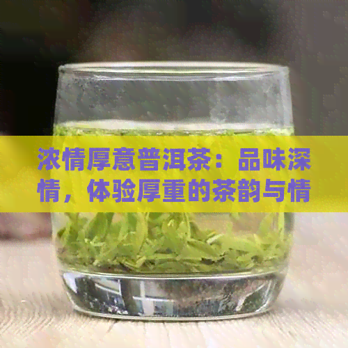 浓情厚意普洱茶：品味深情，体验厚重的茶韵与情感 | 茶叶介绍与解析