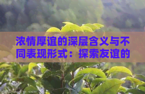 浓情厚谊的深层含义与不同表现形式：探索友谊的丰富内涵