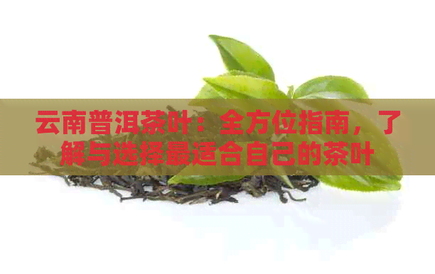 云南普洱茶叶：全方位指南，了解与选择最适合自己的茶叶