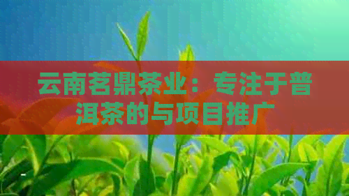 云南茗鼎茶业：专注于普洱茶的与项目推广