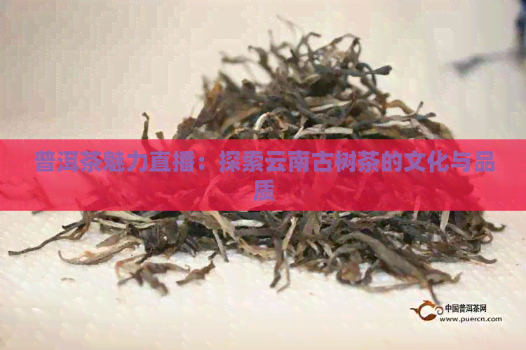 普洱茶魅力直播：探索云南古树茶的文化与品质