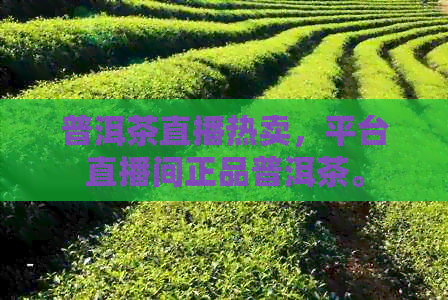 普洱茶直播热卖，平台直播间正品普洱茶。