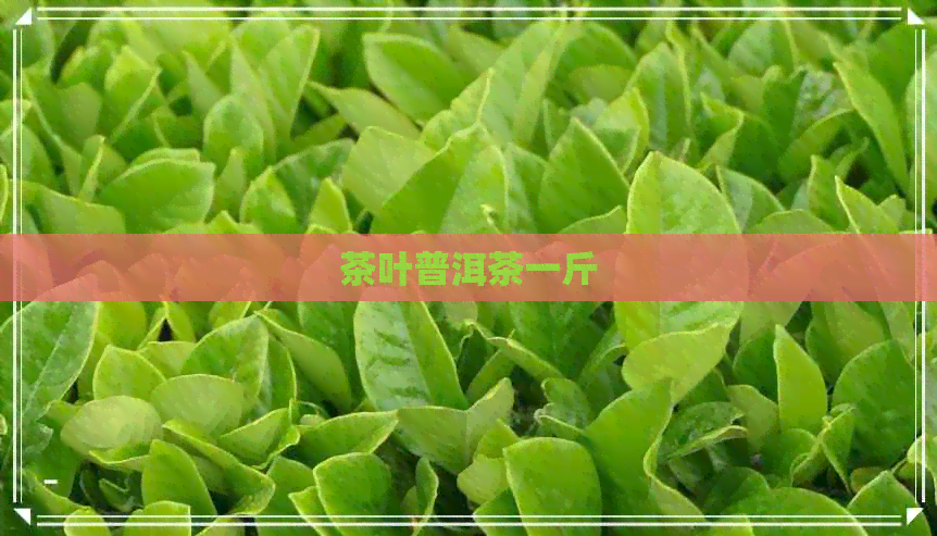 茶叶普洱茶一斤