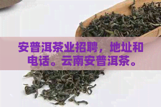 安普洱茶业招聘，地址和电话。云南安普洱茶。