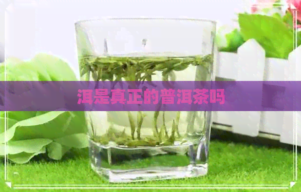 洱是真正的普洱茶吗