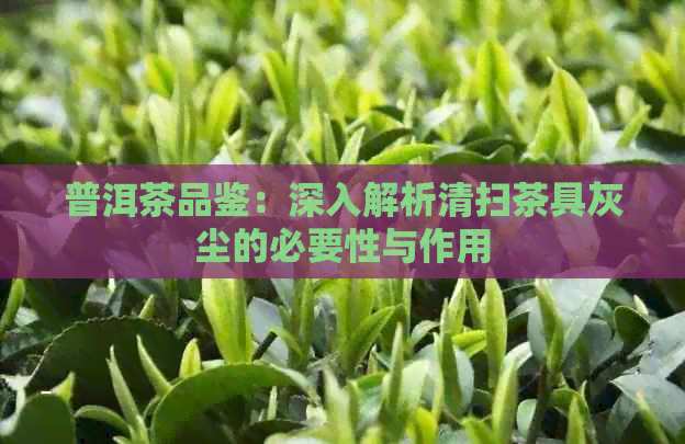 普洱茶品鉴：深入解析清扫茶具灰尘的必要性与作用