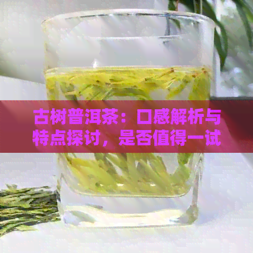 古树普洱茶：口感解析与特点探讨，是否值得一试？