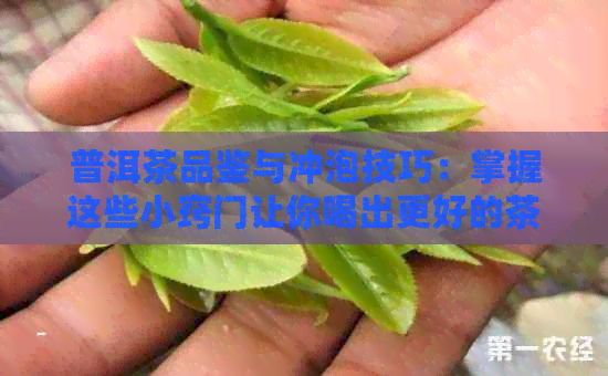 普洱茶品鉴与冲泡技巧：掌握这些小窍门让你喝出更好的茶味