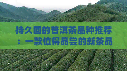 持久回的普洱茶品种推荐：一款值得品尝的新茶品