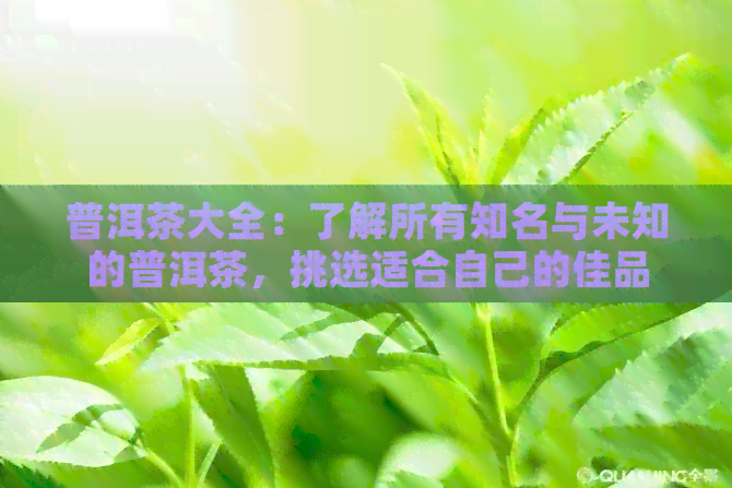 普洱茶大全：了解所有知名与未知的普洱茶，挑选适合自己的佳品