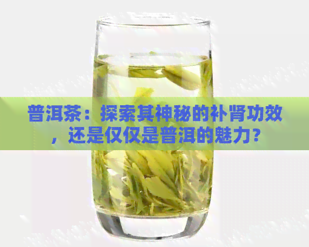 普洱茶：探索其神秘的补肾功效，还是仅仅是普洱的魅力？