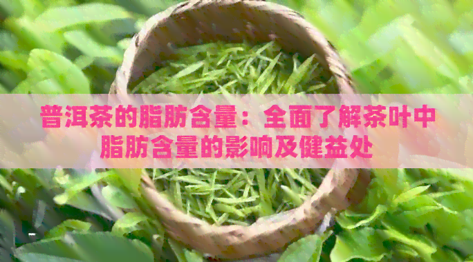 普洱茶的脂肪含量：全面了解茶叶中脂肪含量的影响及健益处