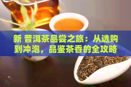 新 普洱茶品尝之旅：从选购到冲泡，品鉴茶香的全攻略