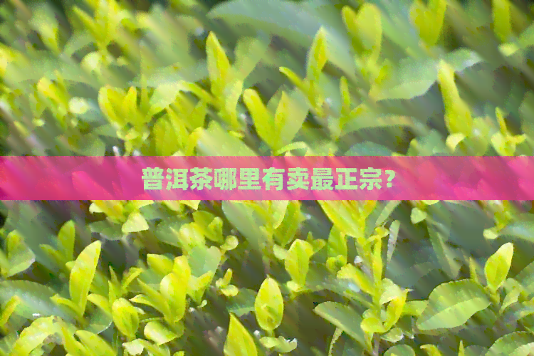 普洱茶哪里有卖最正宗？