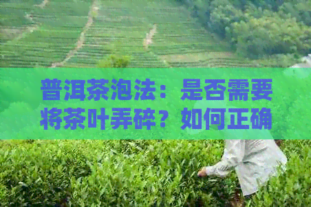 普洱茶泡法：是否需要将茶叶弄碎？如何正确泡制普洱茶？