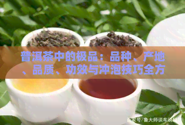 普洱茶中的极品：品种、产地、品质、功效与冲泡技巧全方位解析